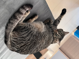Nala