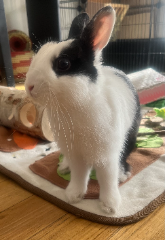 Photo de Calypso