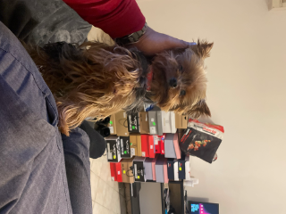 Photo de Cookie