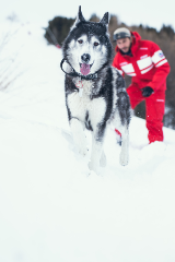 Photo de Falko