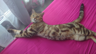 Photo de Tsuki