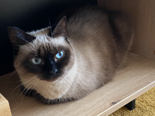 Photo de STELLA