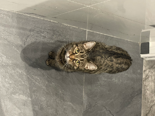 Scale