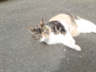 Patachou