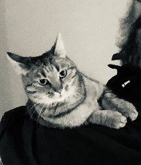 Photo de Akira
