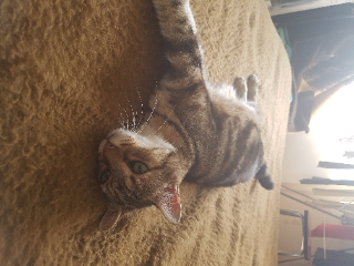 MAX