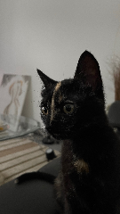 Lua