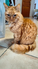 Photo de Tigrou