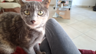 Photo de Nala