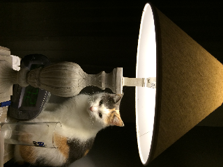 Minette