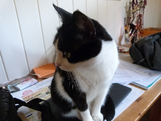 Minette