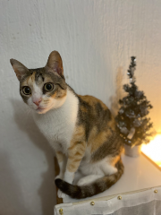 Ninah