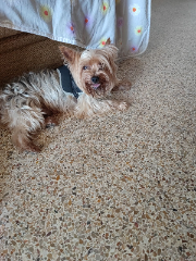 Photo de Yoshi