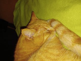 Photo de Nelson