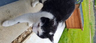 Photo de Simba