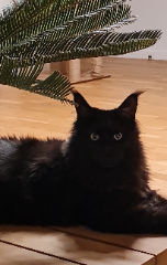 Photo de kira