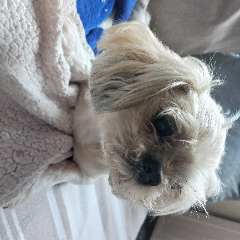 Photo de Fizz