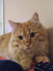 Photo de Figaro