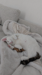 Miyo