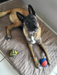 Photo de Simba