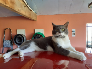 TOM