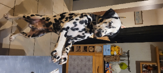 Photo de TANGO