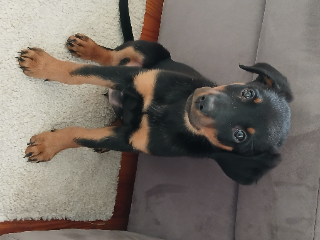 Maya