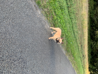Obelix