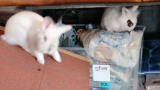 Photo de Pompon
