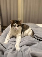 Figaro