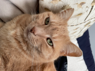 Kitty
