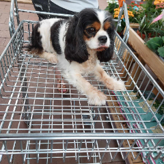 Photo de NALA