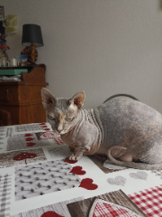 Photo de Blue