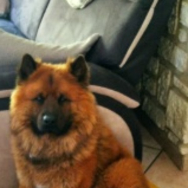 Photo de Volko