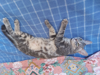 Photo de Romie