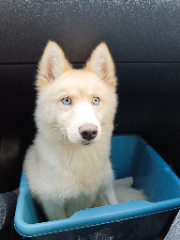 Photo de Luna