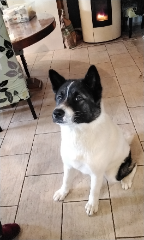 Toki