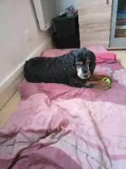 Budy