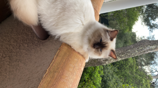 Photo de Umami