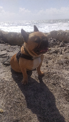 Photo de Milo