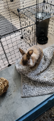 Photo de Cookie