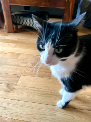 Neko