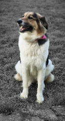 Sybelle