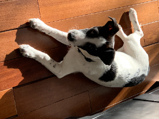 Photo de yogi