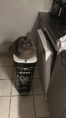 Pompette