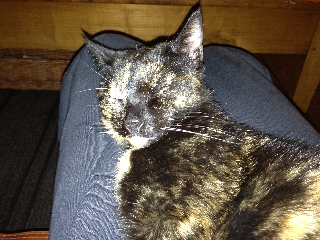 Photo de Cachou