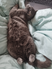 Misu