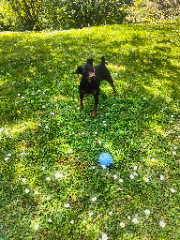 Photo de Pluto