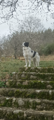 Photo de Urus