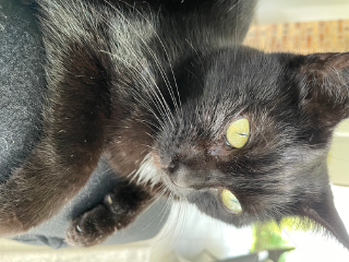 Photo de Praline